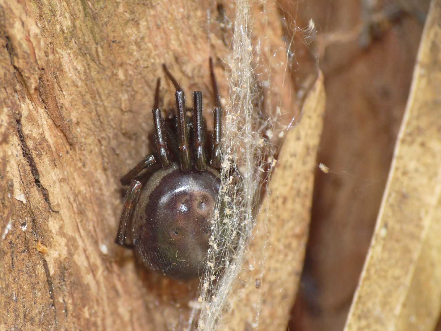 Steatoda nobilis